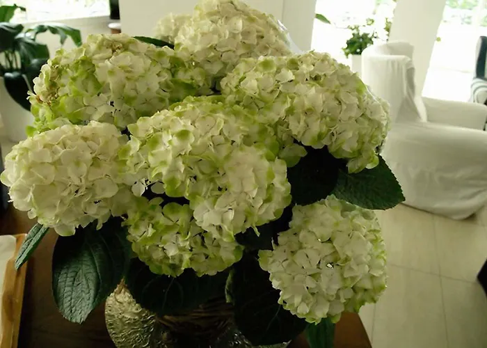 Hotel Corona فندق